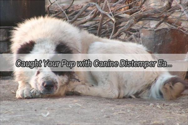 Caught Your Pup with Canine Distemper Early Heres Your Action Plan